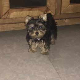 Biewer Terrier and Yorkshire Terrier Puppies from York Town California