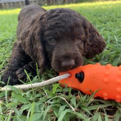 Boykin Spaniel Puppies from Indian Field Boykins