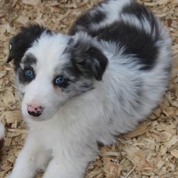 Tate - Slate merle male Border Collie puppy in Cedartown, Georgia from Ferguson Border Collies