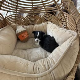 Honey - Black and white female Chihuahua puppy in Oklahoma City, Oklahoma from Savvy Chihuahuas of Oklahoma