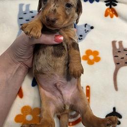 Dapple boy 2 - Dapple male Dachshund puppy in West Plains, Missouri from Spring Creek Dachshunds