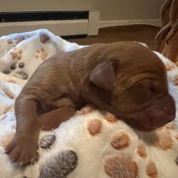 Copper - Yellow male Labrador Retriever puppy in North Chesterfield, Virginia from Lake Crystal Farms Labradors