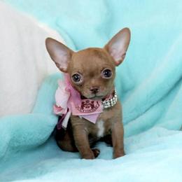 Duchess - Chocolate sabled fawn female Chihuahua puppy in Mesa, Arizona from Arizona Dream Chihuahuas