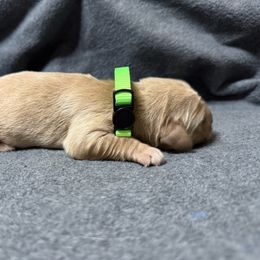 Green Collar - Light golden male Golden Retriever puppy in Chesapeake, Virginia from AmberLight Goldens