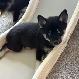 Fang Mini - Black and white male Pomsky puppy in Pasco County, Florida from Pomsky Hills