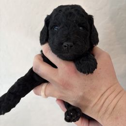Muffin - Black female Goldendoodle puppy in Surprise, Arizona from Arizona West Valley Goldendoodles