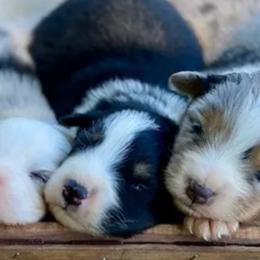Australian Shepherds from Rocking S Ranch