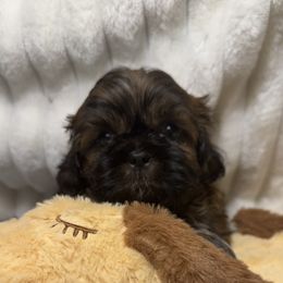 Sampson - Black and tan Shih Tzu puppy in Covington, Georgia from Top Hats 2  Shih Tzu’s