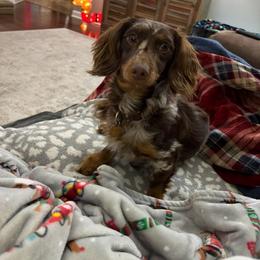 Bodhi - Dachshund