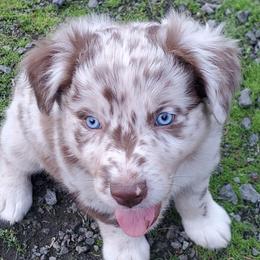 Pepper - Red merle female Australian Shepherd puppy in Cottage Grove, Oregon from Farmstead Aussies