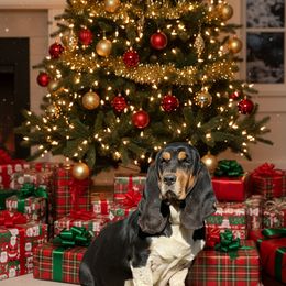 Jasper - Basset Hound