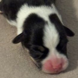 Boy 3 - Black and tan male Pembroke Welsh Corgi puppy in Huntington Beach, California from Gingerbread