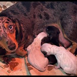 Robyn - Dapple female Dachshund puppy in Westminster, South Carolina from Carter's Kennels