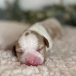 Jasper - Blenheim male Cavapoo puppy in Kankakee, Illinois from Apricot Roots Doodles