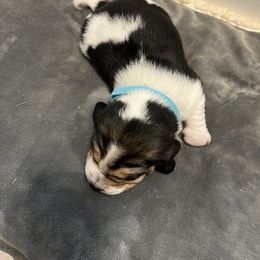 Beagle Puppies from Beagles at 4G Ranch