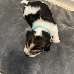 Beagle Puppies from Beagles at 4G Ranch