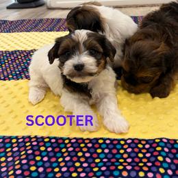 SCOOTER - Fawn sable male Havanese puppy in Fielding, Utah from LUCKY HAVANESE