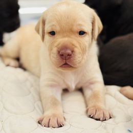 Labrador Retriever Puppies from Pleasant Valley Creekside Ranch, LLC