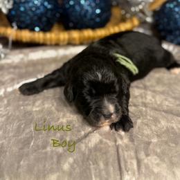 Linus - male Golden Mountain Doodle puppy in Rockville, Minnesota from Bracha Poodles & Doodles