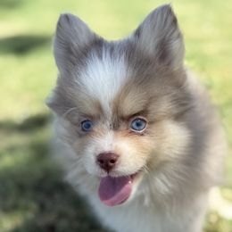 Red - Merle male Pomsky puppy in Casa Grande, Arizona from Arizonas Pomsky Squad