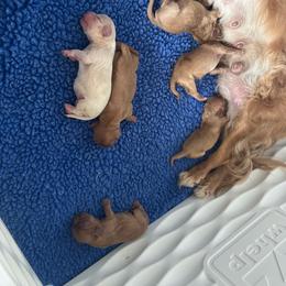 Sneezy - Ruby male Cavalier King Charles Spaniel puppy in Eatontown, New Jersey from NJ Cavalier King Charles Breeder