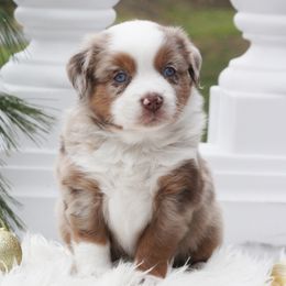 Ginger - Red merle female Miniature Australian Shepherd puppy in Mifflin, Pennsylvania from Cabin Hearth Miniature and Toy Australian Shepherds