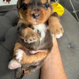 Yellow - Merle male Bernedoodle puppy in Curtice, Ohio from The Pink Doghouse