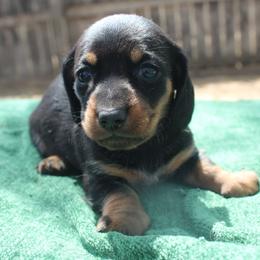 Girl 1 - Black and tan female Dachshund puppy in Windsor, Colorado from Murry’s minis