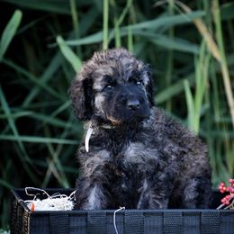 Poodle Puppies from Nay Design Poodles