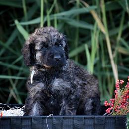 Poodle Puppies from Nay Design Poodles