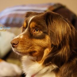 Pistol - Australian Shepherd