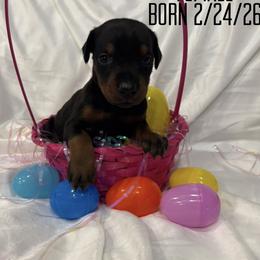 Gremlin - Black and rust female Doberman Pinscher puppy in Wellington, Ohio from Jossie J's Dobermans