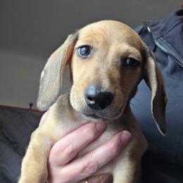 Maevis's cream smooth boy - Red male Dachshund puppy in Declo, Idaho from Dozendachs