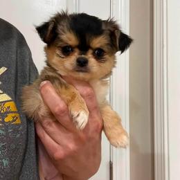 Stella - Black sabled fawn female Chihuahua puppy in Seneca, South Carolina from April’s Menagerie