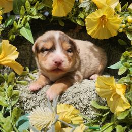 Tilly - Red merle female Miniature Australian Shepherd puppy in Sandown, New Hampshire from Ashby Lou Aussies