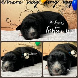 (3) Fortune 1621 - Black tri-color male Australian Shepherd puppy in Huntington, Texas from JKKJ Farms