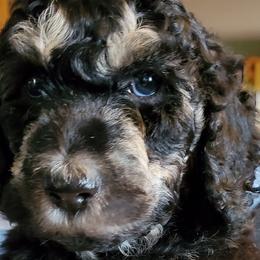 Goldendoodles, Labradoodles, and Poodles from Lillybrooke Acres