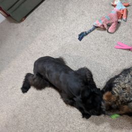Giant Schnauzer Puppies from Riesenschnauzers von Reh Bach