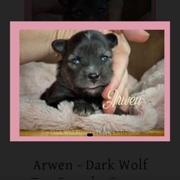 Arwen - Wolf sable female Pomsky puppy in Perkins, Oklahoma from A-Dream Pomsky Kennel