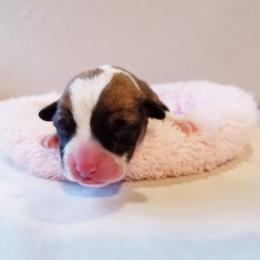 American Corgi and Pembroke Welsh Corgi Puppies from Whimsical Treasure Corgis