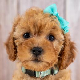 Josie - Red female Cavapoo puppy in Erda, Utah from Country Lane Doodles