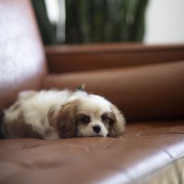 Cavalier King Charles Spaniel Puppies from Tsarevich Goldens and Cavaliers