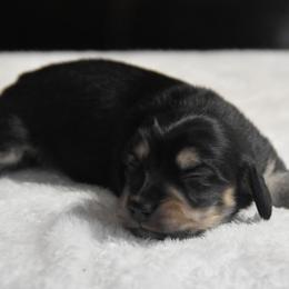 Wrangler -pet only- - Black and cream male Dachshund puppy in Momence, Illinois from Happy Little Doxies