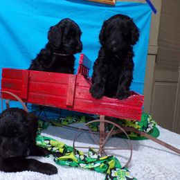 Aussiedoodle Puppies from Lotadoodle Farms