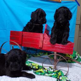 Aussiedoodle Puppies from Lotadoodle Farms
