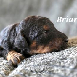 Briar - Black male Goldendoodle puppy in Chattanooga, Tennessee from Hilltop Cuddle Pups