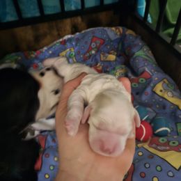 AKC Morgan - Buff and white female Cocker Spaniel puppy in Midlothian, Virginia from Swift Creek Cocker Spaniels