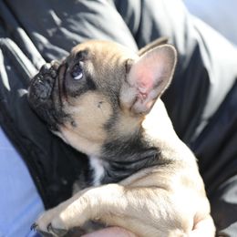 French Bulldog Puppies from Camp Fine Frenchies