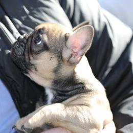 French Bulldog Puppies from Camp Fine Frenchies