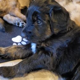 Aussiedoodle Puppies from Ocala Doodle Ranch